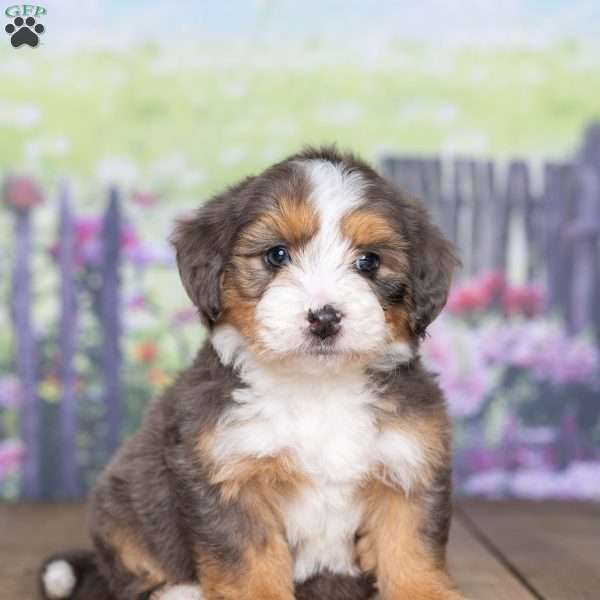 Tulip, Mini Bernedoodle Puppy
